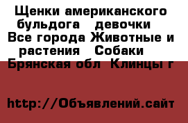 Щенки американского бульдога ( девочки) - Все города Животные и растения » Собаки   . Брянская обл.,Клинцы г.